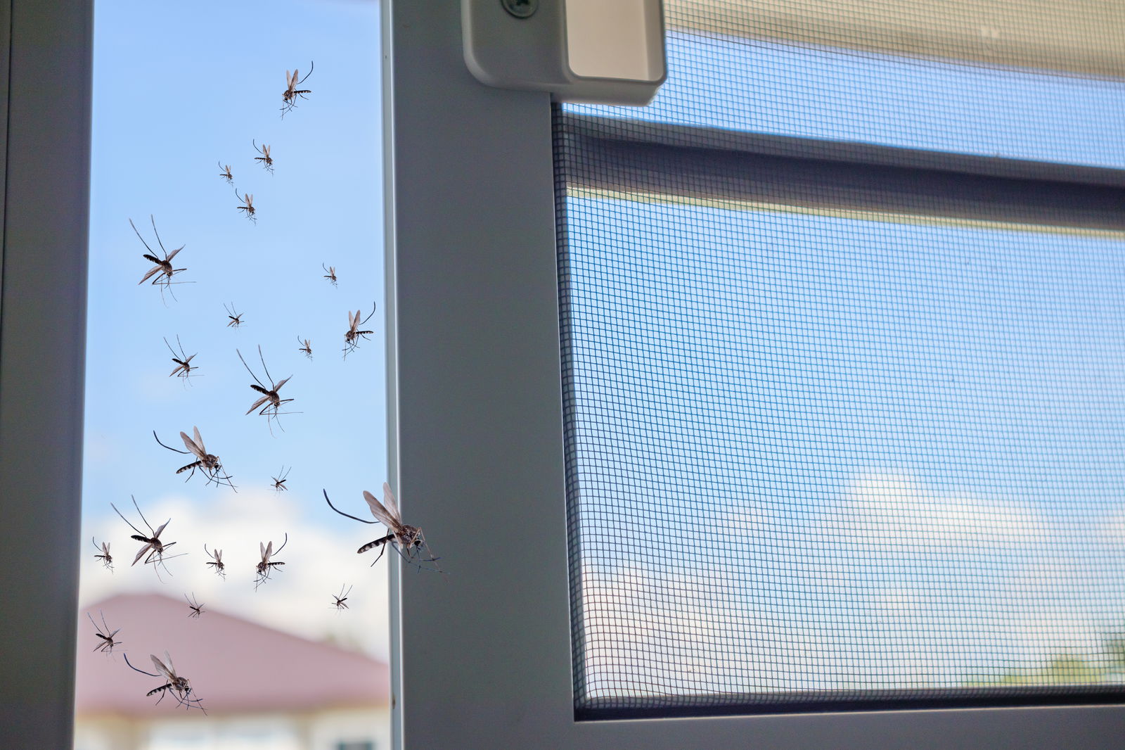 How to Stop Bugs Getting Through Windows | Homeowner’s Guide